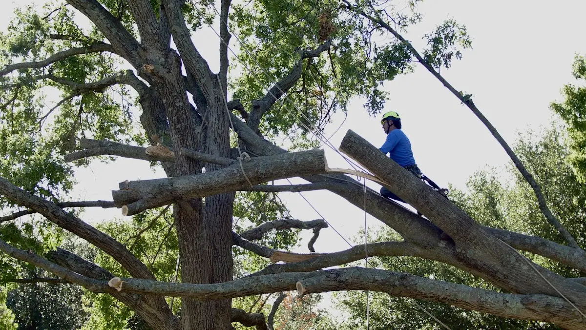 Professional Crown Thinning performed by certified arborists in Stewartstown