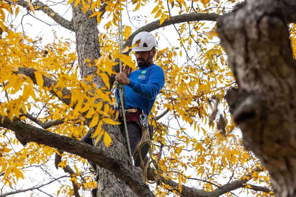 Skilled Tree Pruning crew working in Stewartstown